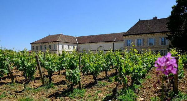 Chateau de Chassagne-Montrachet