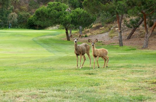 The Ranch at Laguna Beach