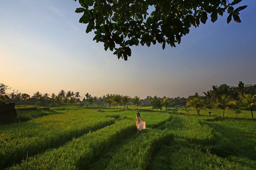 Wapa di Ume Ubud