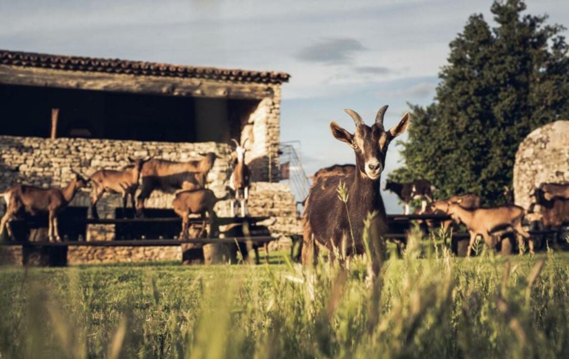 Le Domaine du Castellas