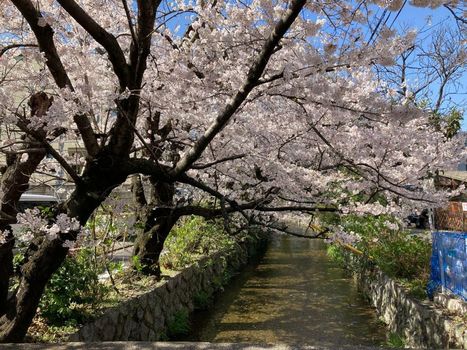 Genji Kyoto