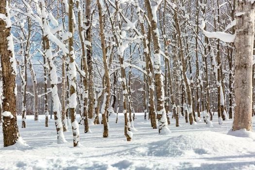 Andaru Collection Niseko