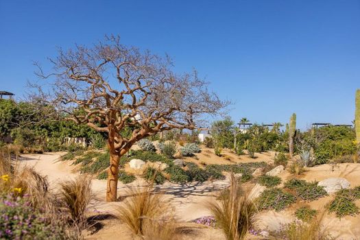 Rancho Pescadero