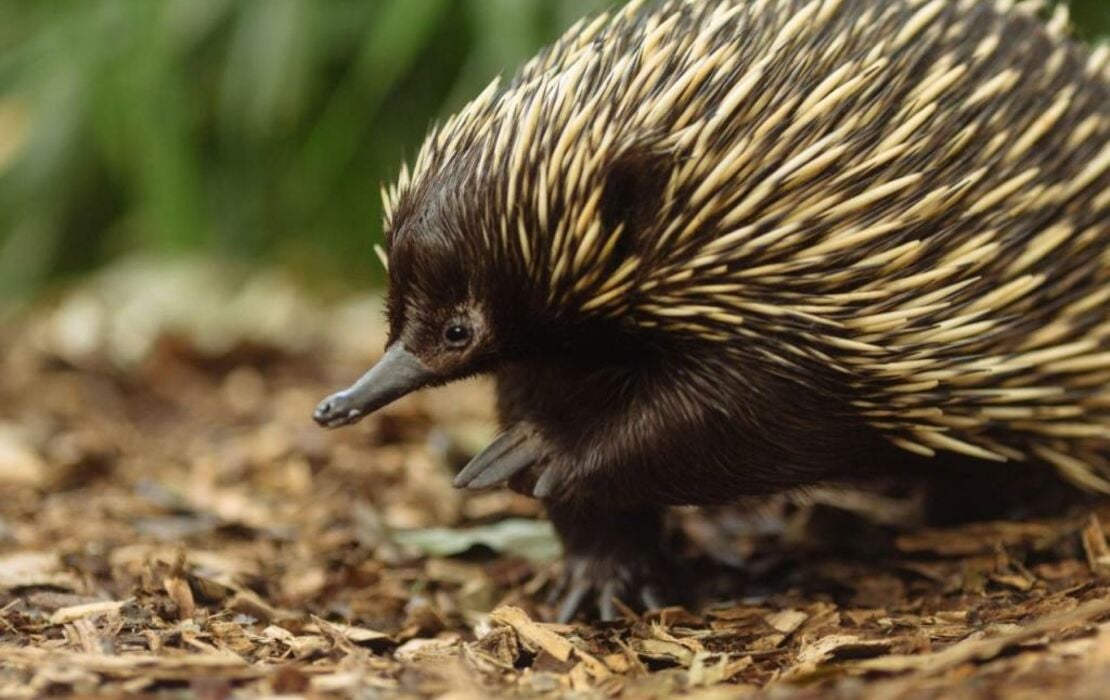 Wildlife Retreat at Taronga