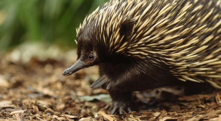 Wildlife Retreat at Taronga