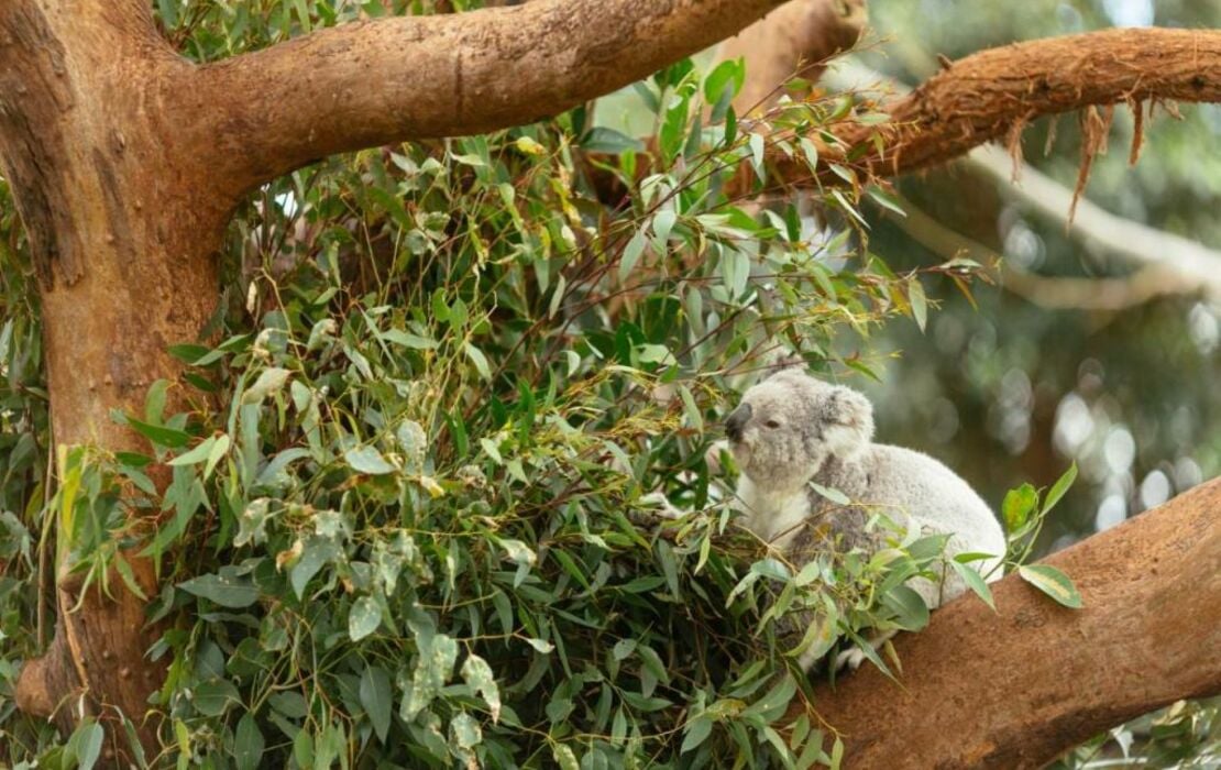 Wildlife Retreat at Taronga