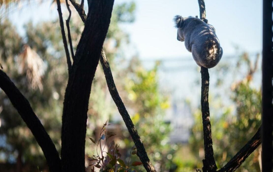 Wildlife Retreat at Taronga