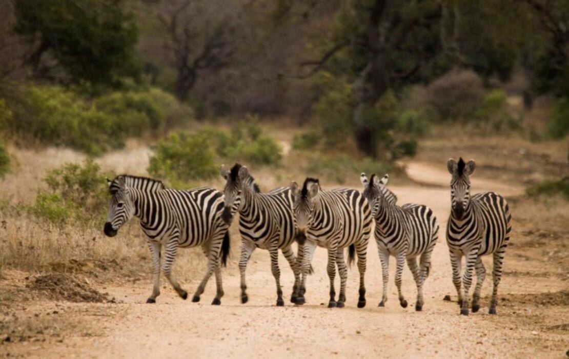 Vuyani Safari Lodge