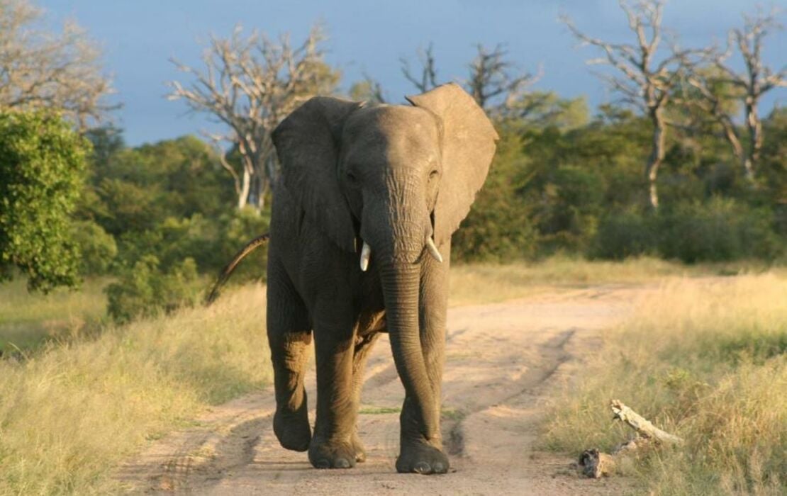 Vuyani Safari Lodge