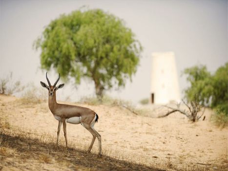 The Ritz-Carlton Ras Al Khaimah, Al Wadi Desert